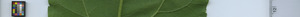 leafstrip