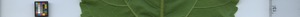 leafstrip