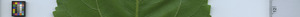 leafstrip