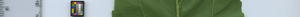 leafstrip