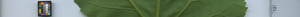 leafstrip