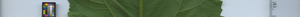 leafstrip