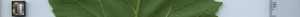 leafstrip