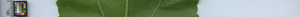leafstrip