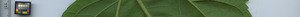 leafstrip