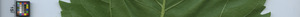 leafstrip