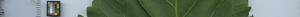 leafstrip
