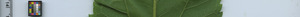 leafstrip