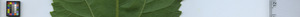 leafstrip