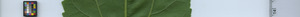 leafstrip