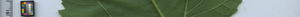leafstrip