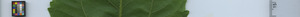 leafstrip