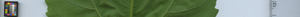 leafstrip