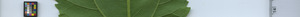 leafstrip