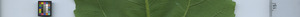 leafstrip