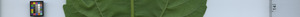 leafstrip