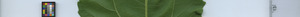 leafstrip