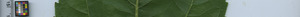 leafstrip