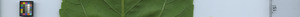 leafstrip