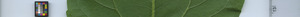 leafstrip