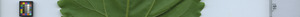 leafstrip