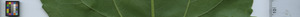 leafstrip