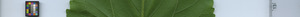 leafstrip