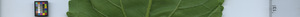 leafstrip