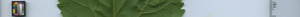 leafstrip
