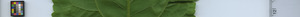 leafstrip