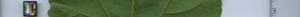 leafstrip