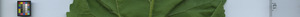 leafstrip