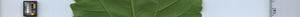 leafstrip