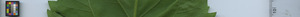 leafstrip