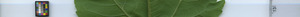 leafstrip