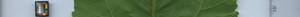 leafstrip
