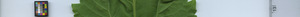 leafstrip