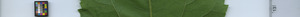 leafstrip