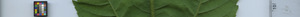 leafstrip