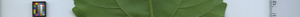 leafstrip