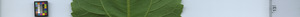 leafstrip