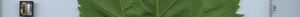 leafstrip