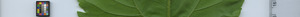 leafstrip
