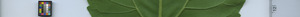leafstrip