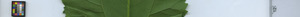 leafstrip