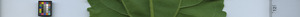 leafstrip