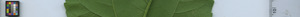 leafstrip