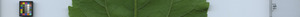 leafstrip