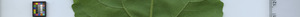 leafstrip