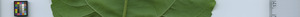 leafstrip